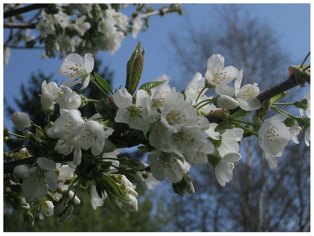 Kirschblüten