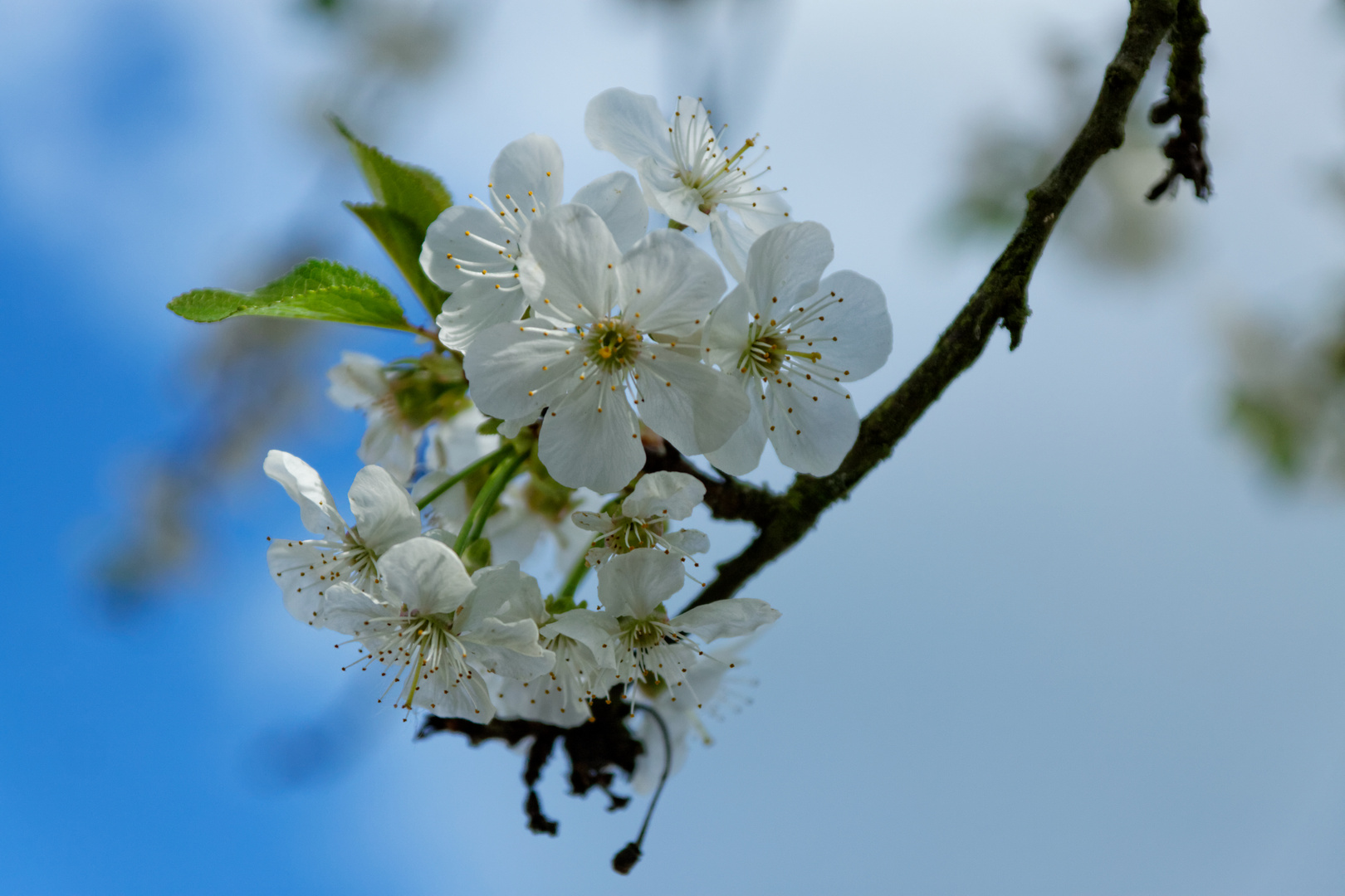 Kirschblüten