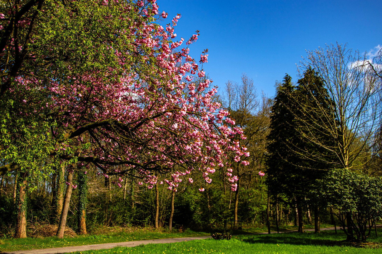  Kirschblüten  