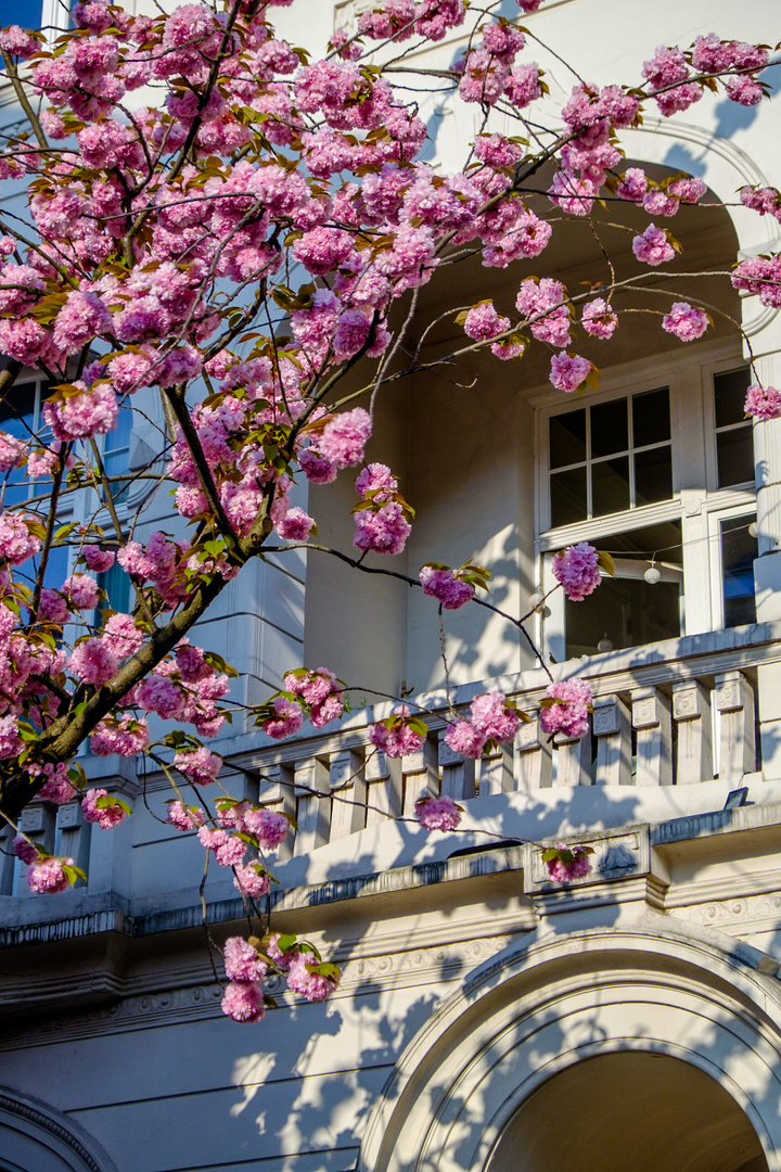 Kirschblüten