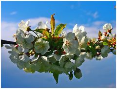 Kirschblüten