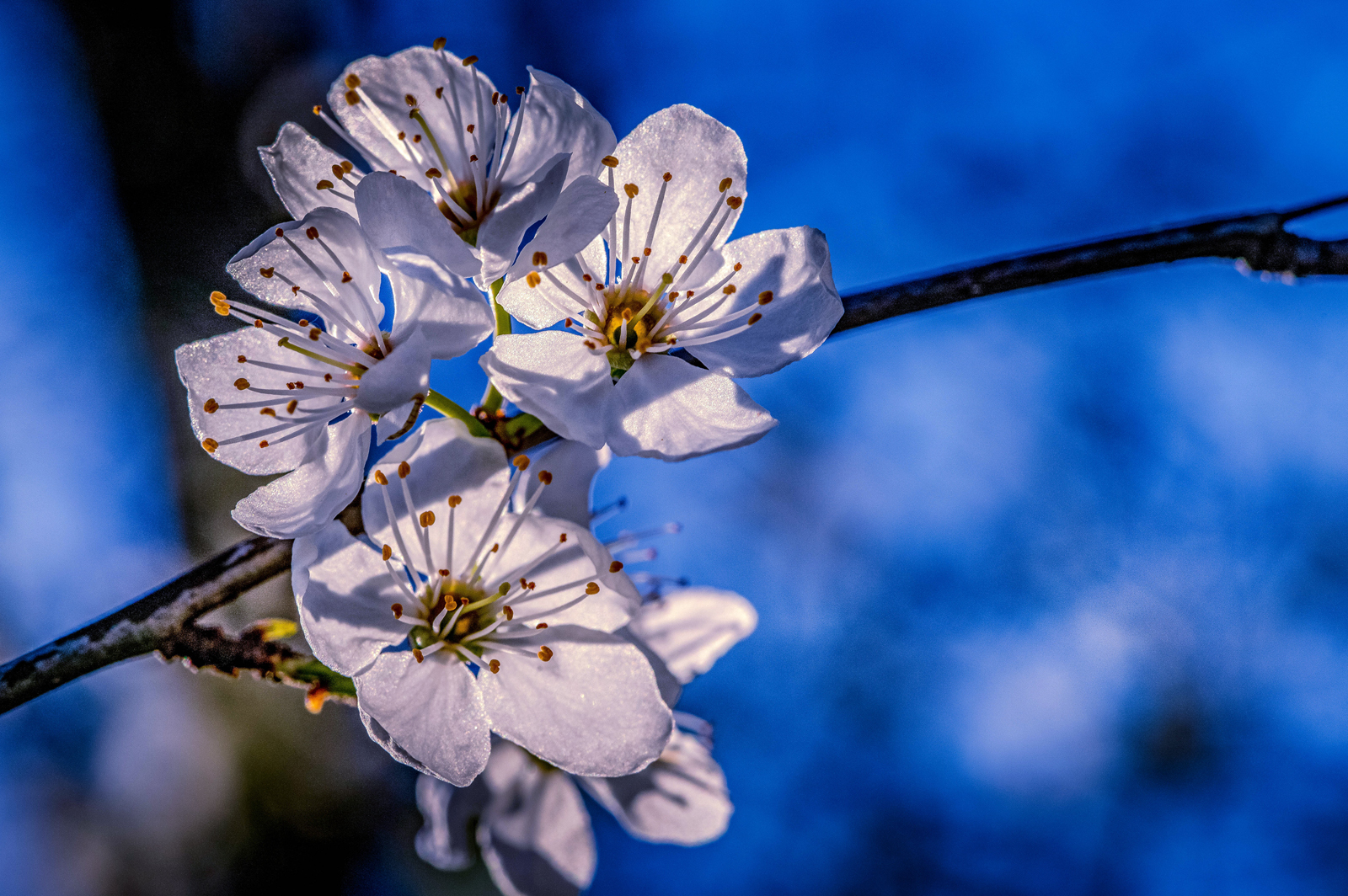 Kirschblüten