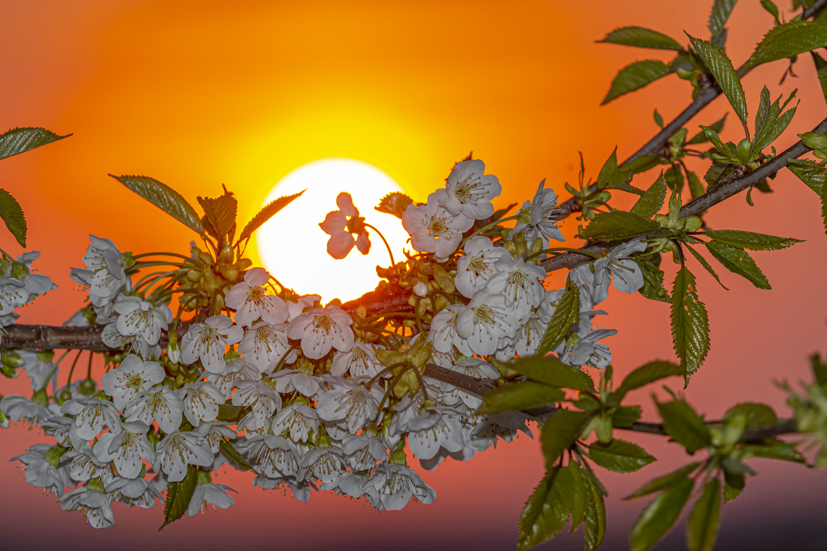 Kirschblüten