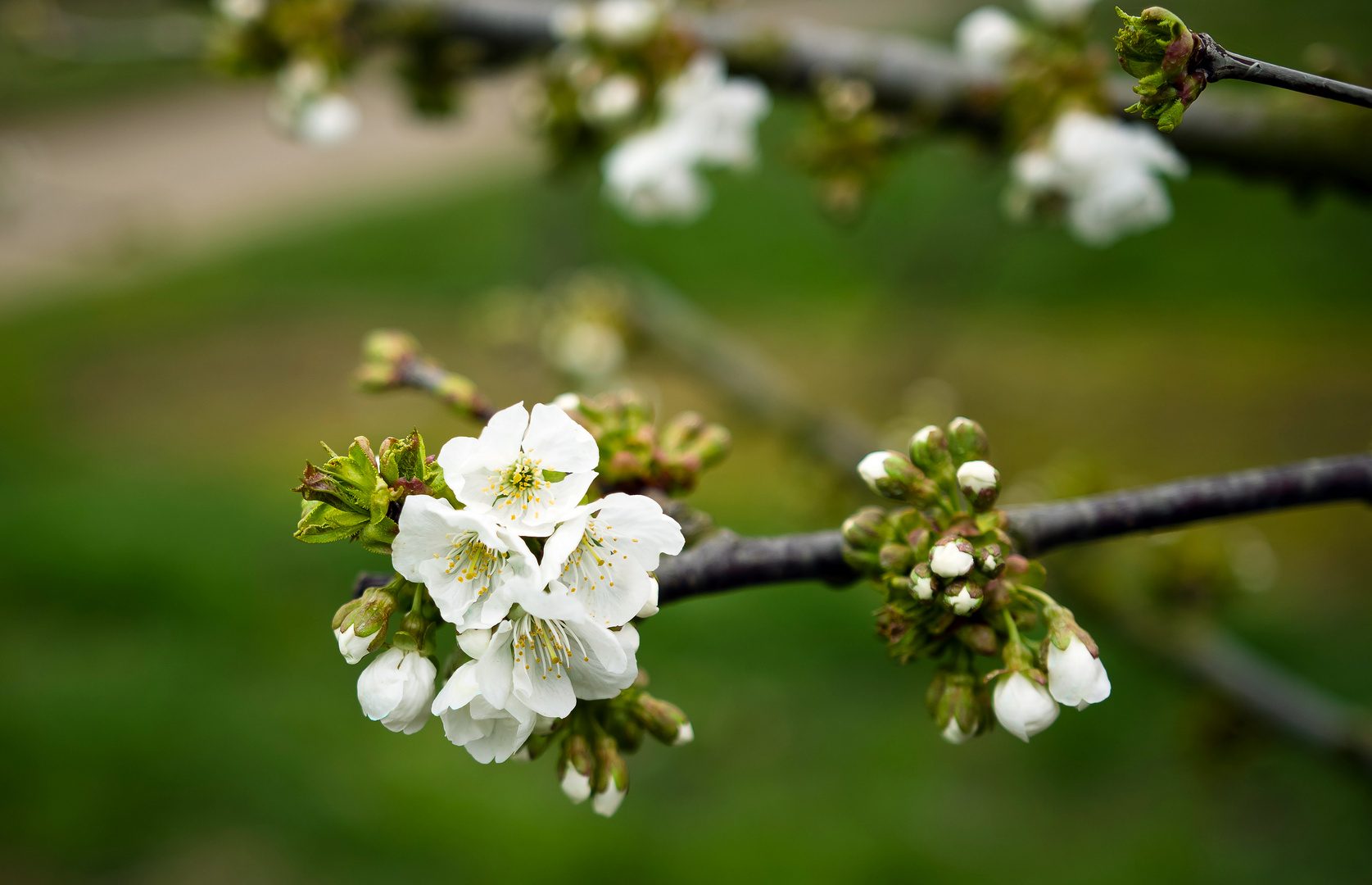 Kirschblüten