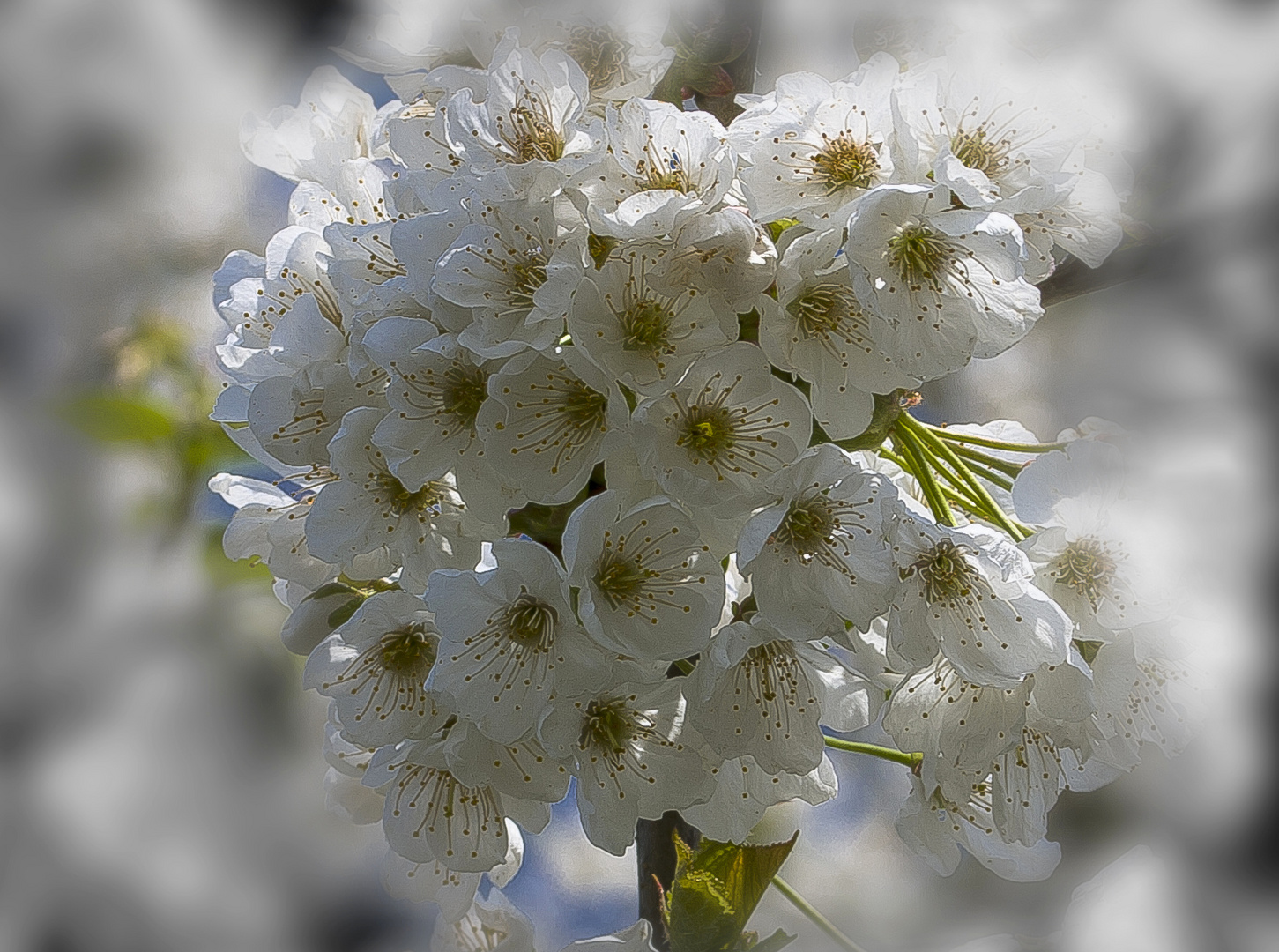 Kirschblüten...