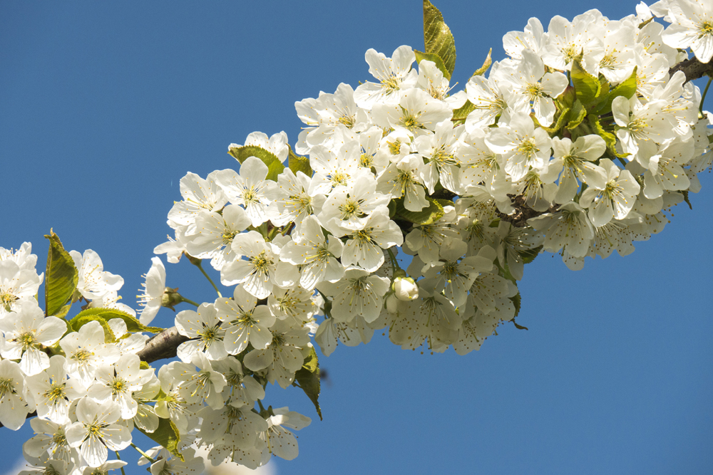 Kirschblüten