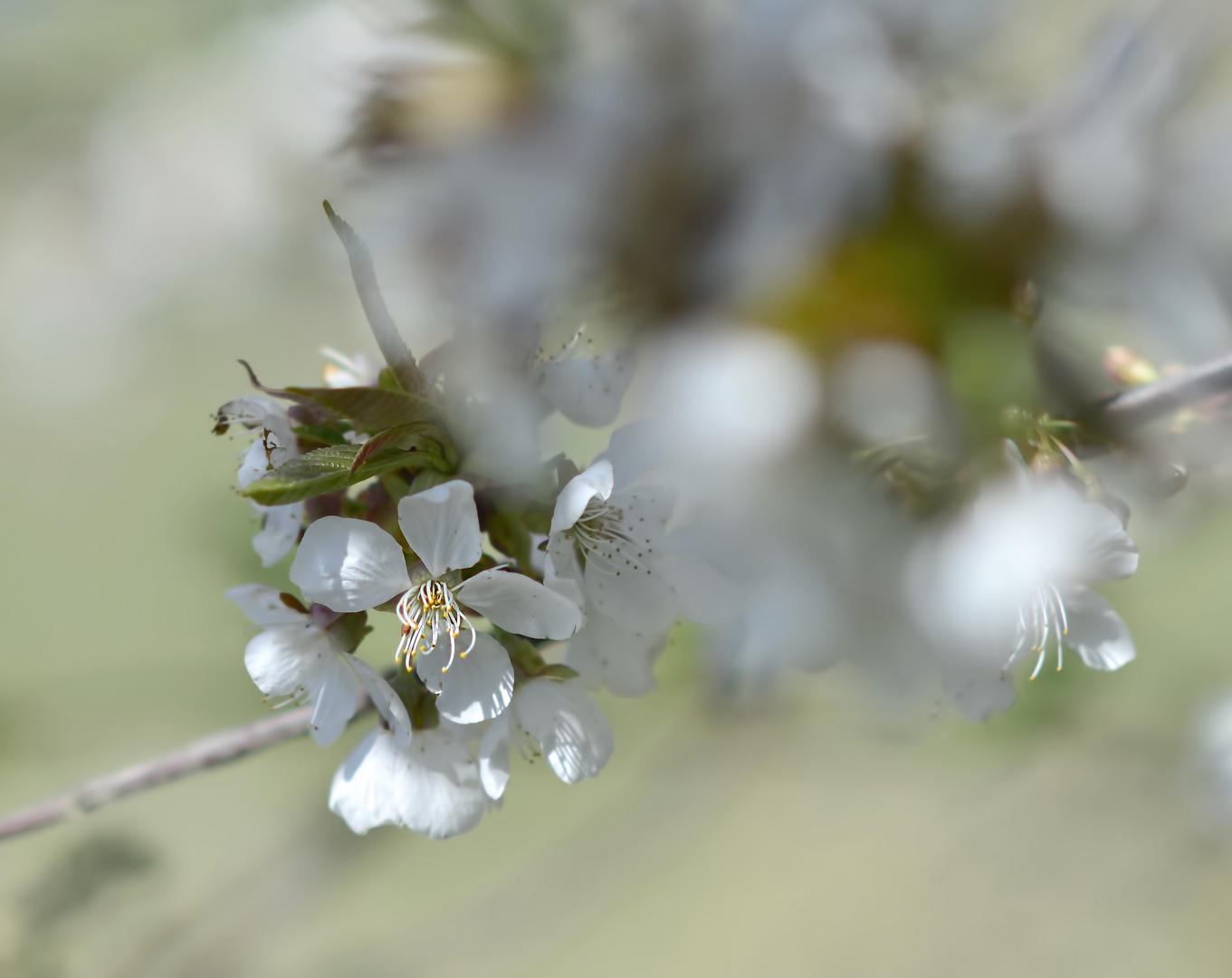 °Kirschblüten°