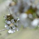 °Kirschblüten°