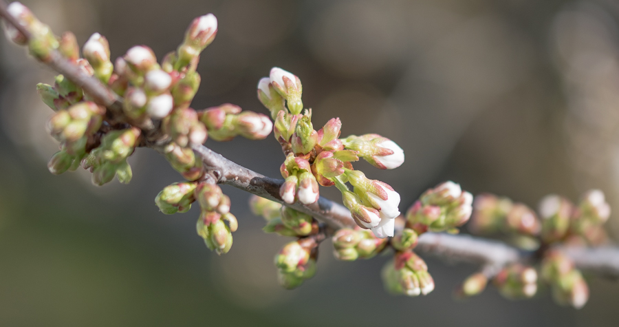 KIRSCHBLÜTEN