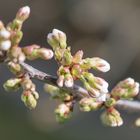 KIRSCHBLÜTEN