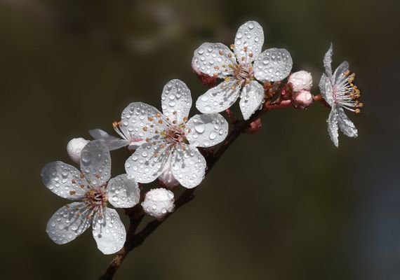 Kirschblüten....