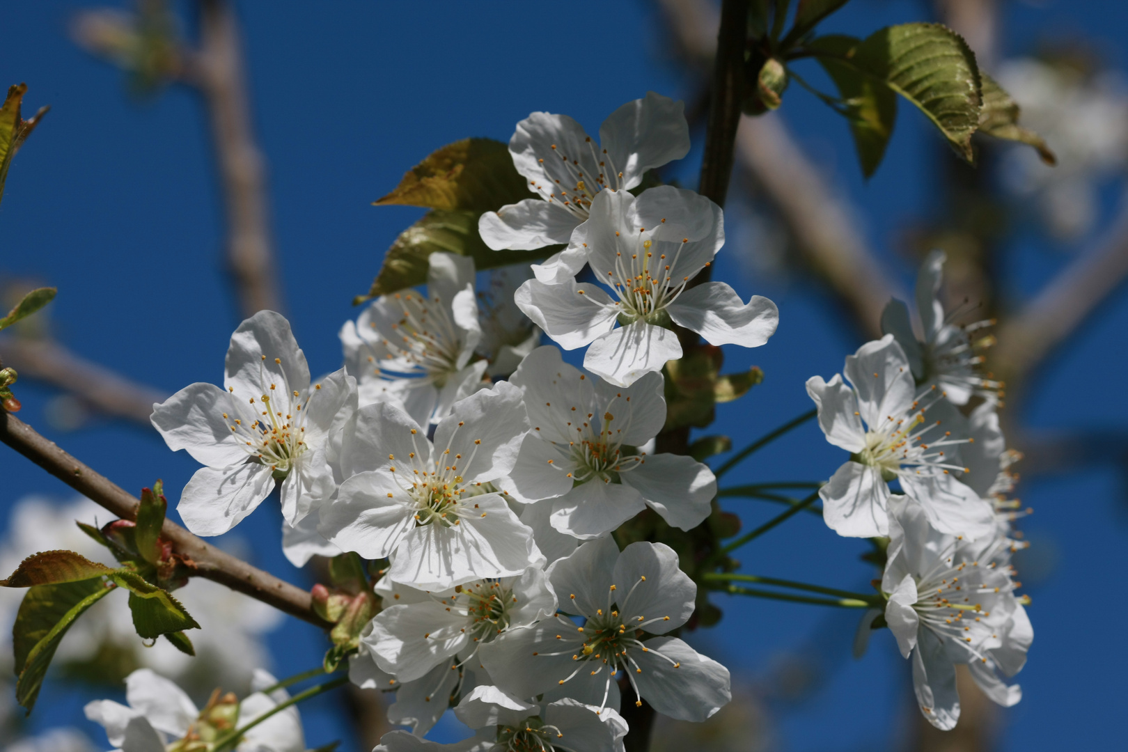 Kirschblüten