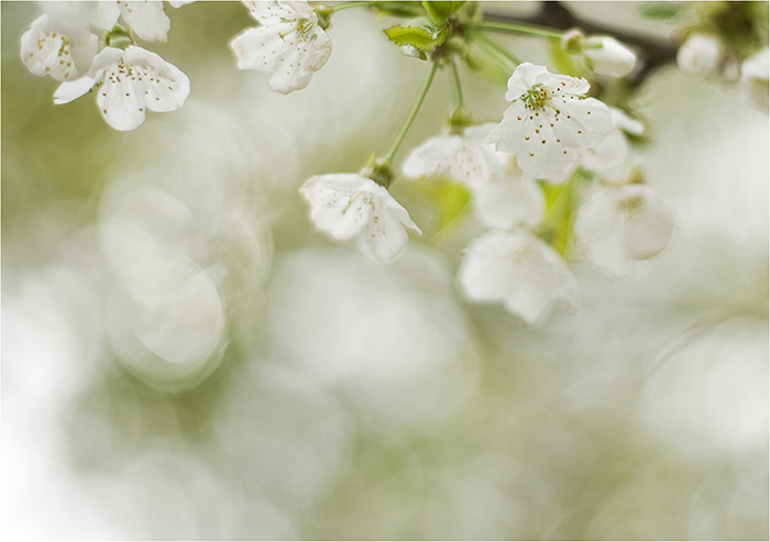 kirschblüten°