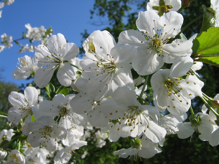 Kirschblüten