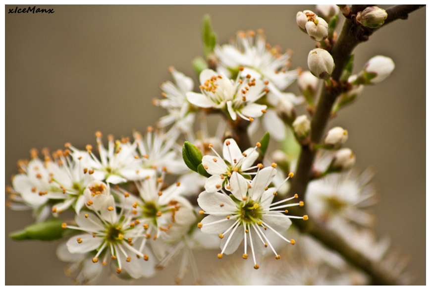 Kirschblüten