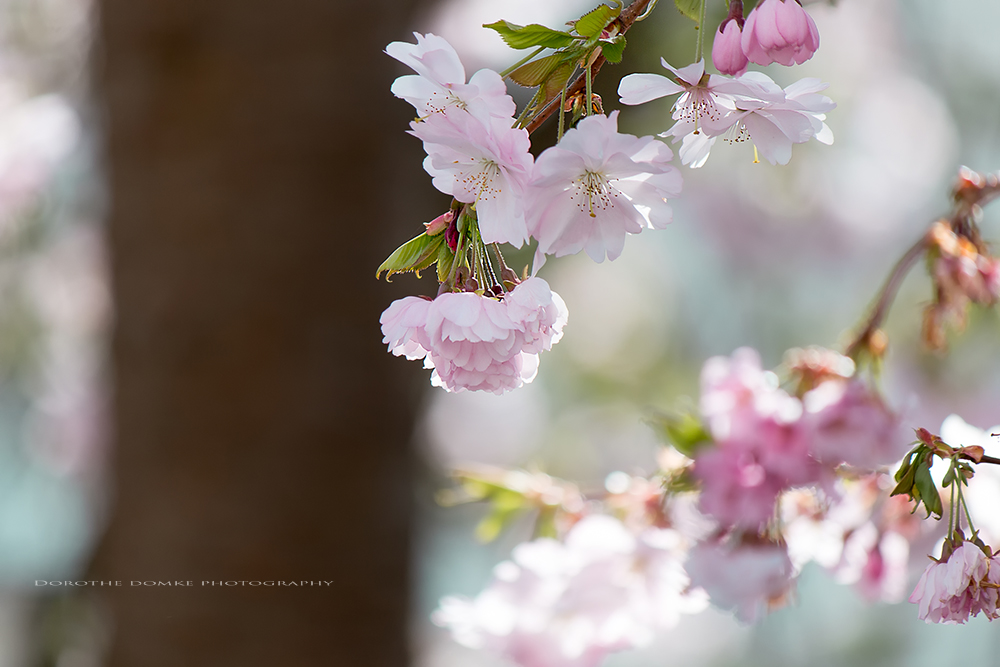 Kirschblüten 