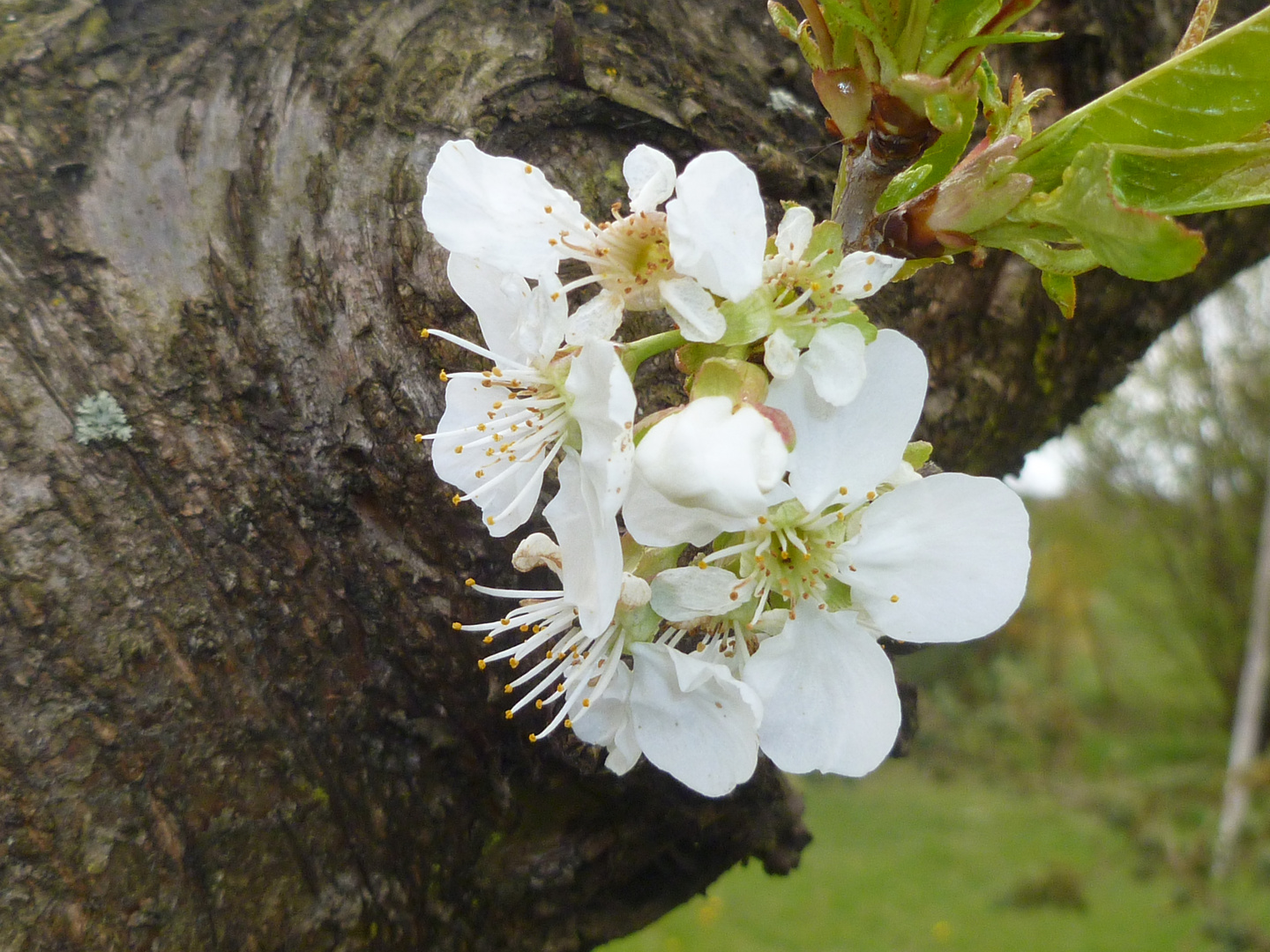 Kirschblüten