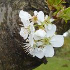 Kirschblüten