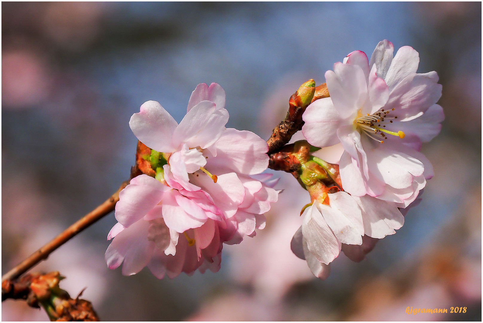 kirschblüten......