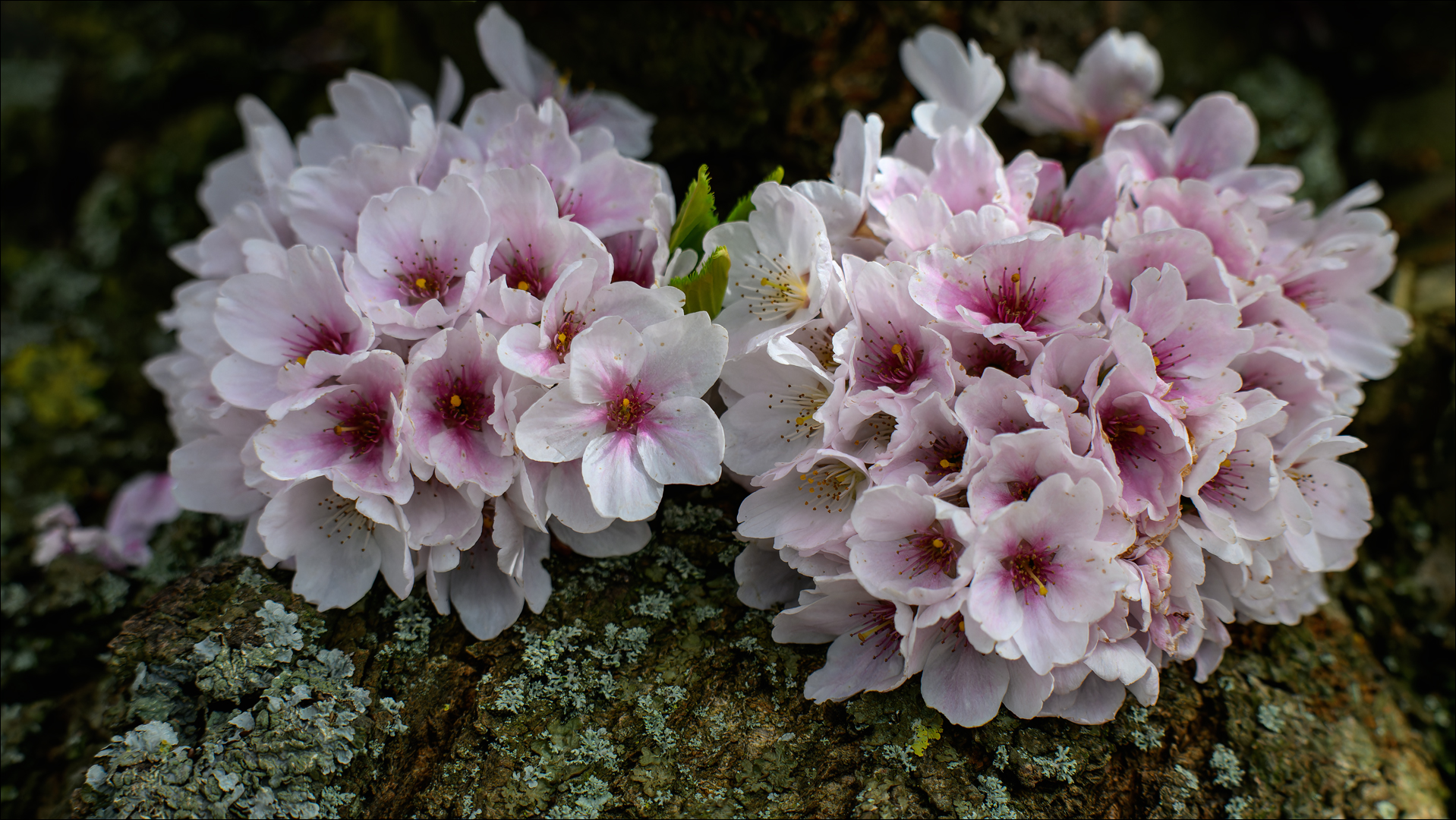 Kirschblüten