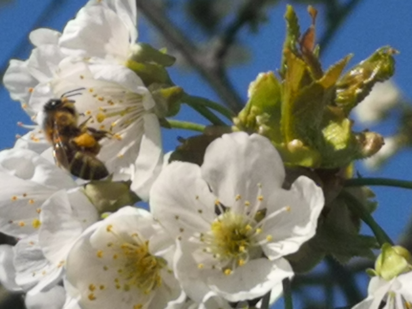 Kirschblüten 