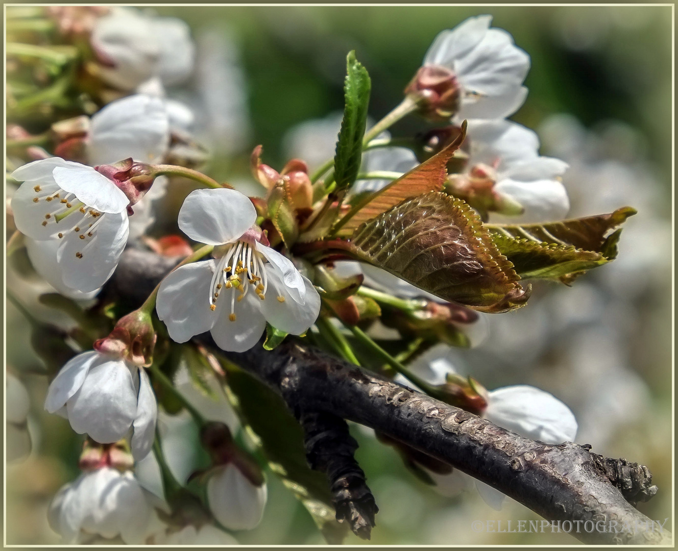 Kirschblüten