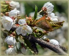 Kirschblüten