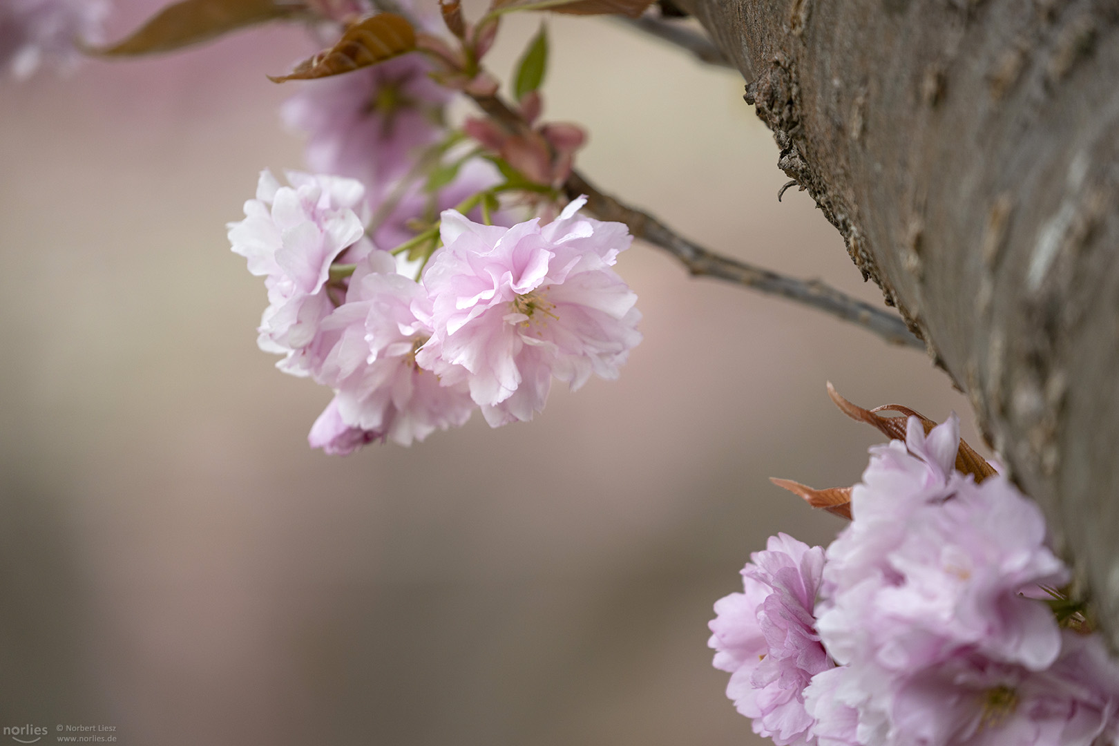 Kirschblüten