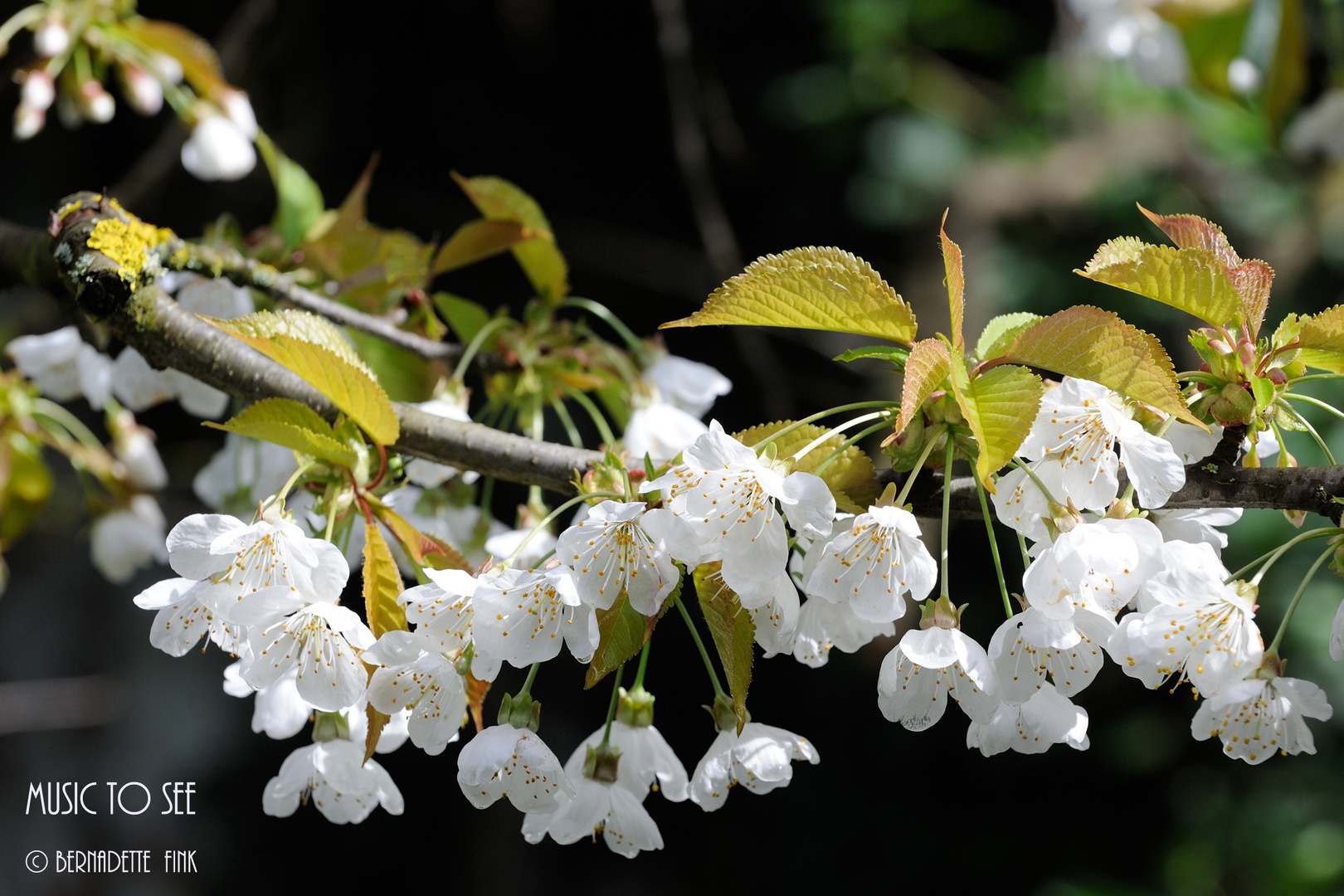 Kirschblüten 