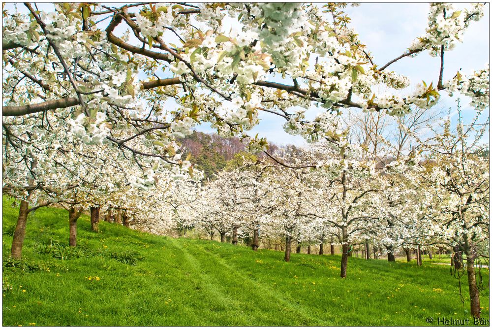 Kirschblüten