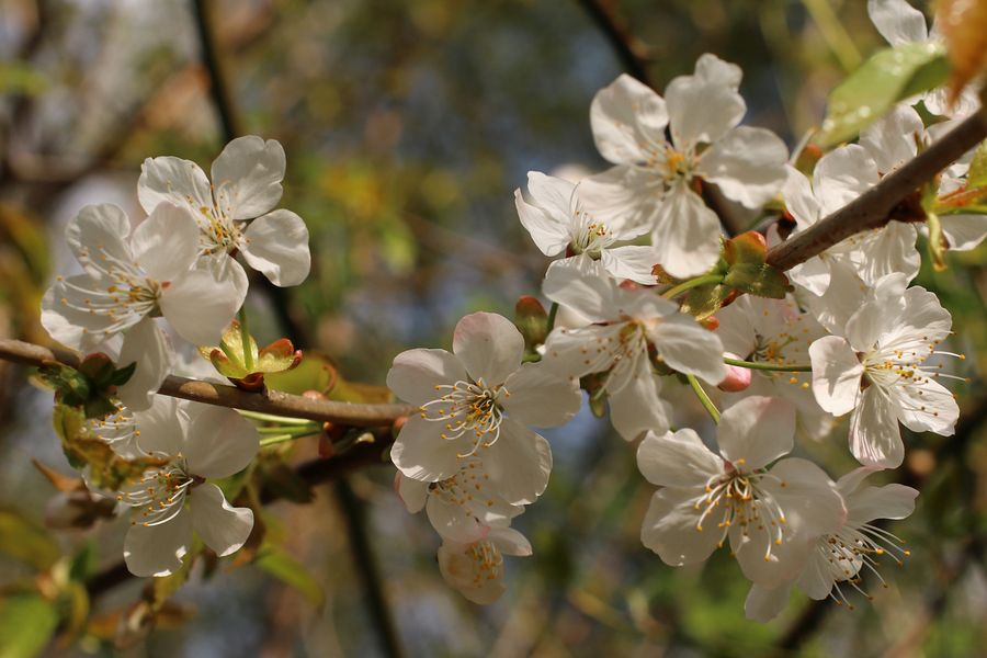 Kirschblüten