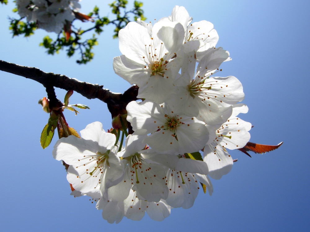 Kirschblüten