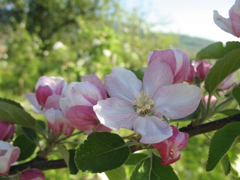 kirschblüten