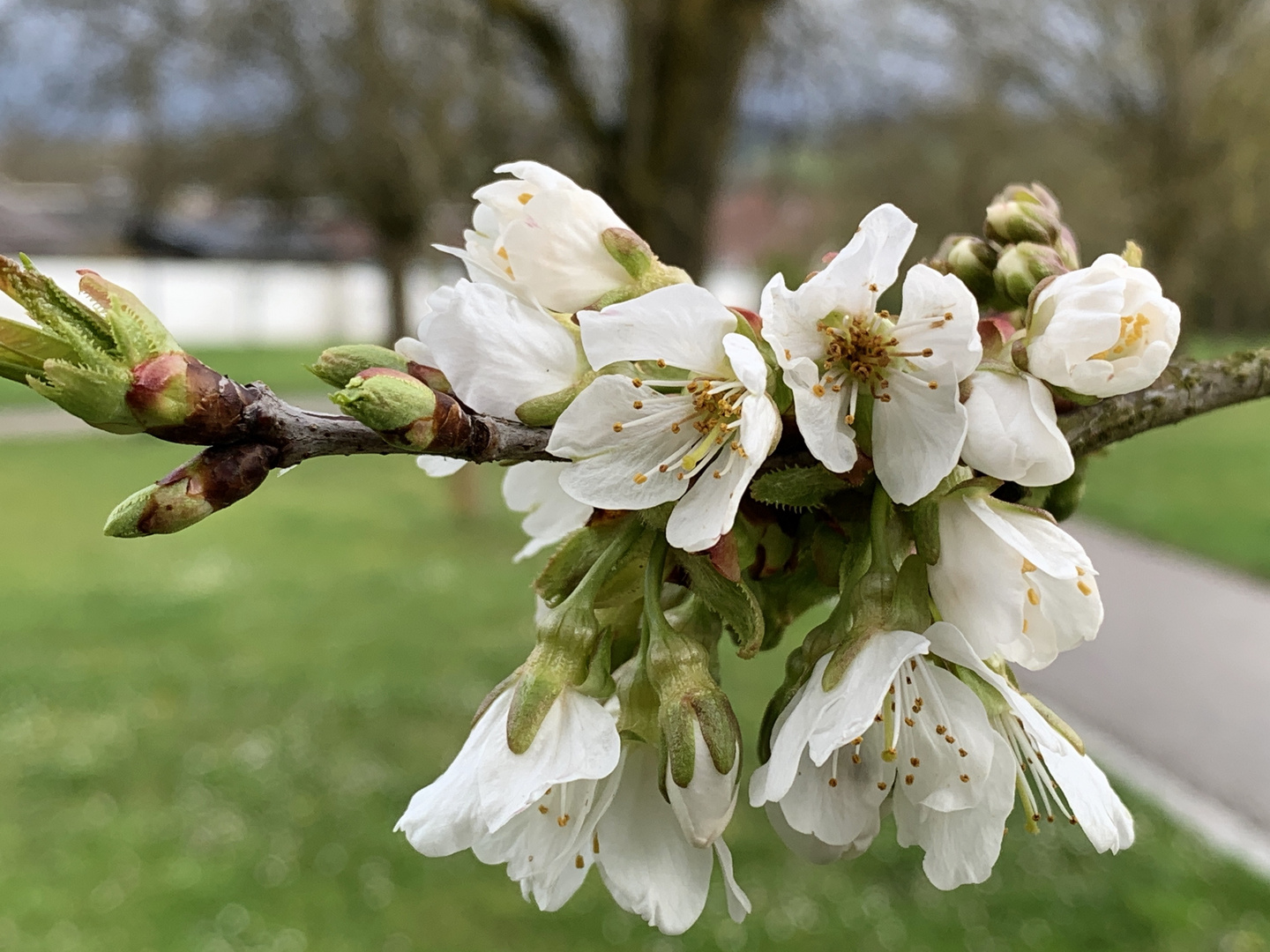 Kirschblüten