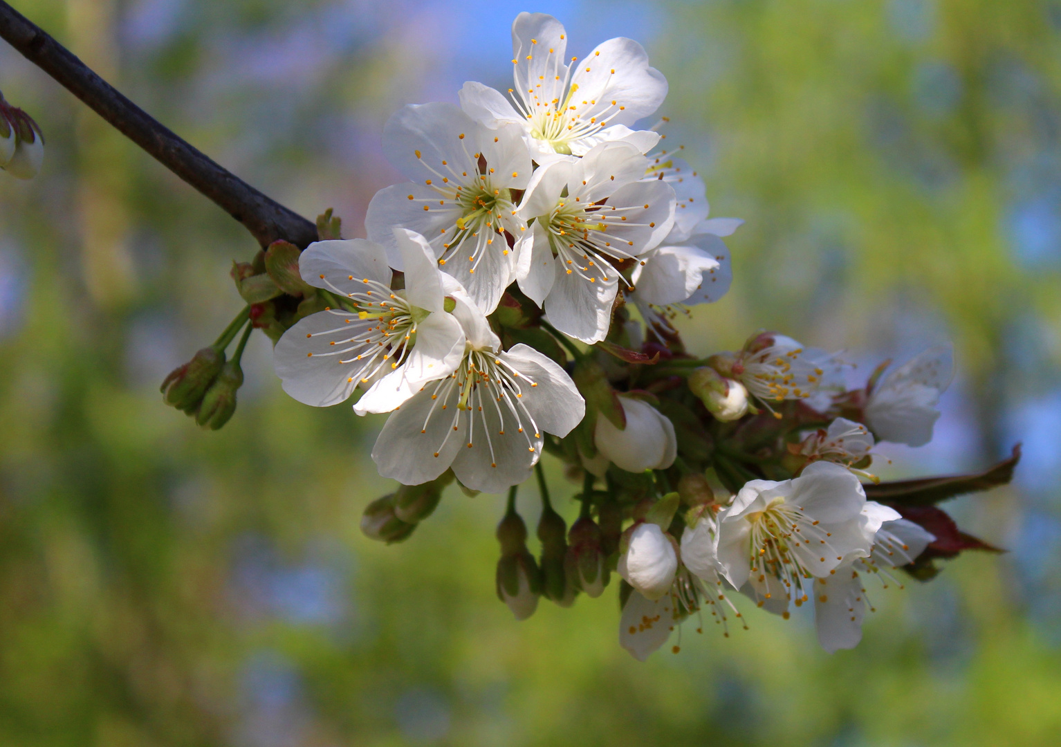 Kirschblüten ... 