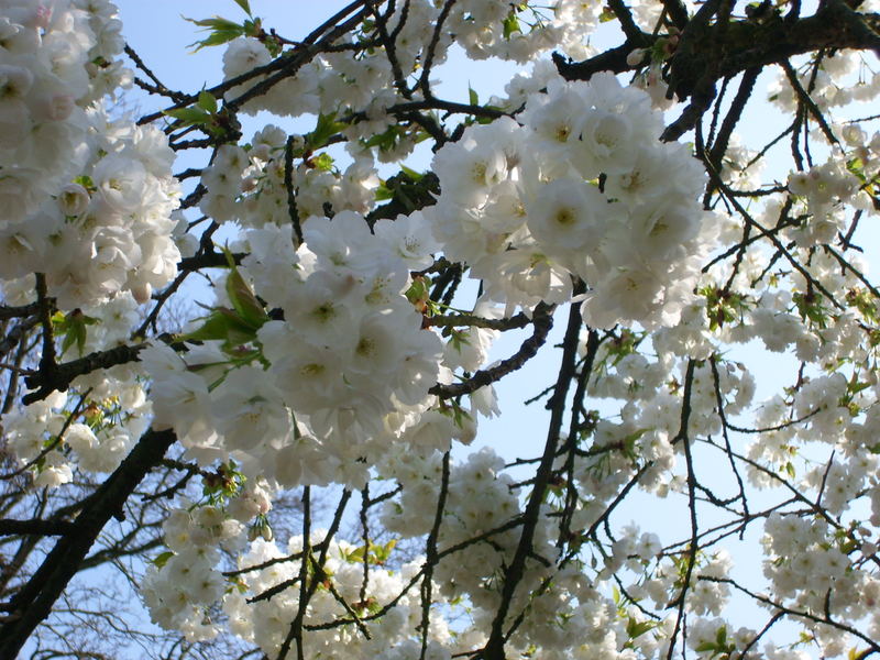 Kirschblüten