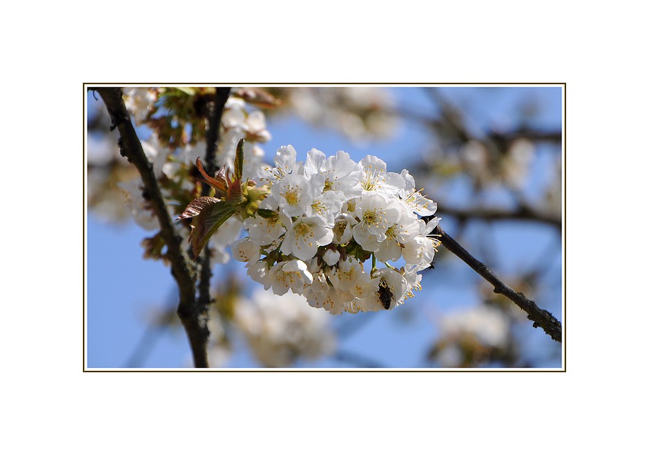 Kirschblüten