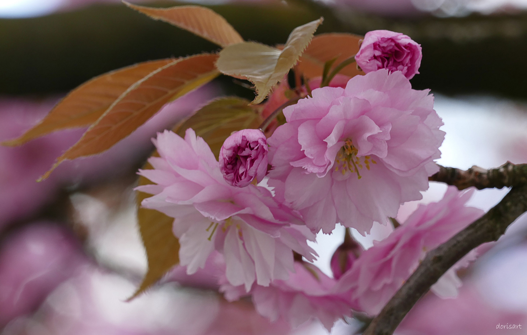 Kirschblüten