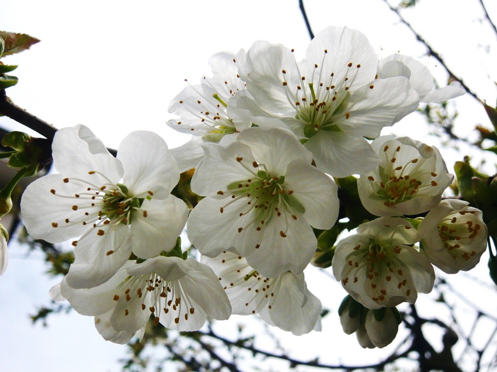 Kirschblüten