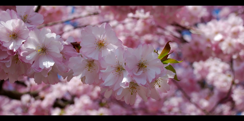 Kirschblüten