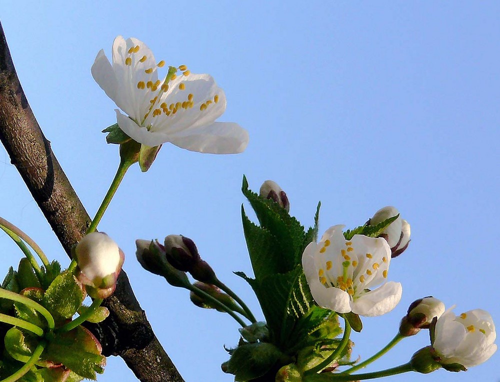 Kirschblüten