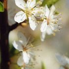 Kirschblüten