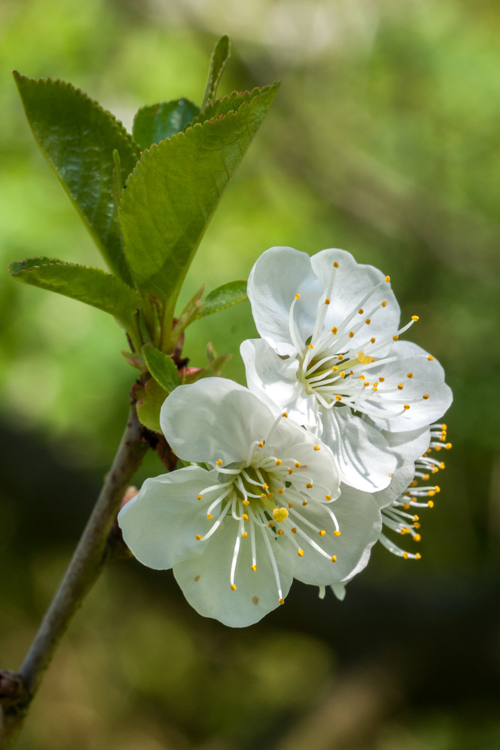 Kirschblüten 