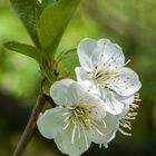 Kirschblüten 