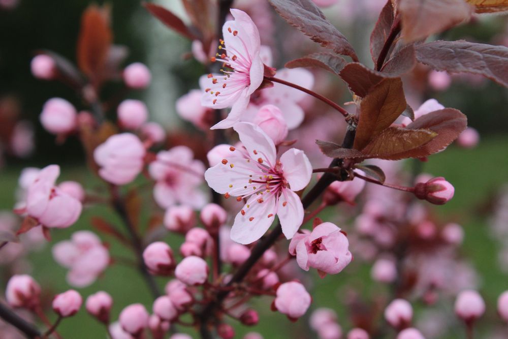 Kirschblüten