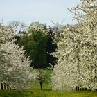 Kirschblüten 