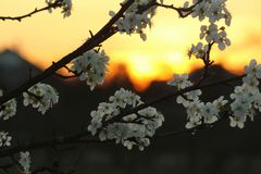 Kirschblüten