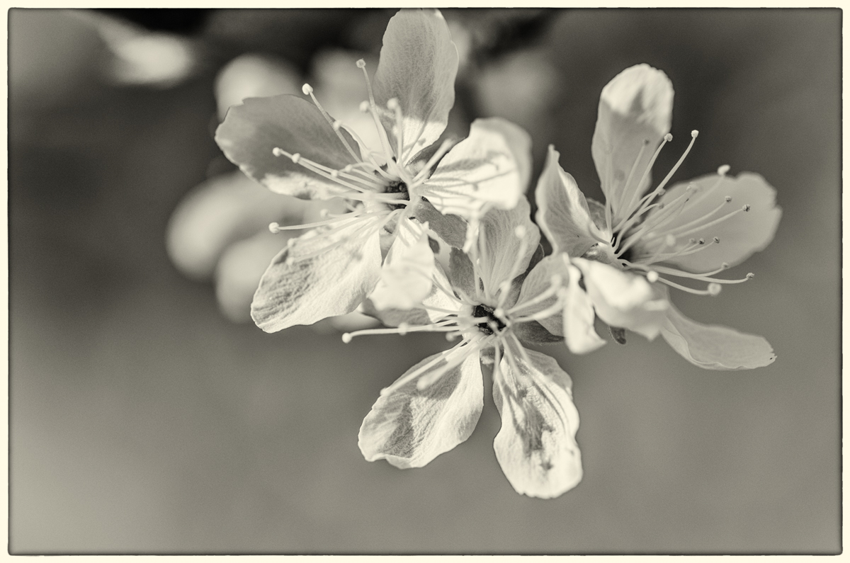 Kirschblüten-