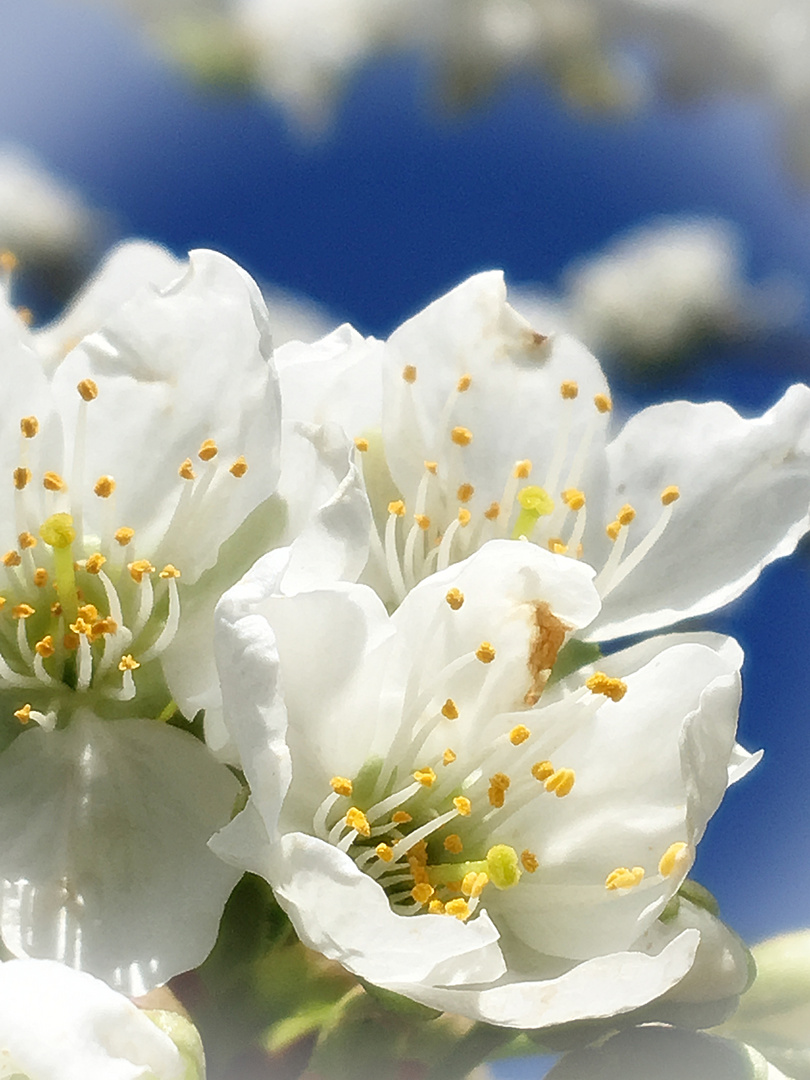 Kirschblüten