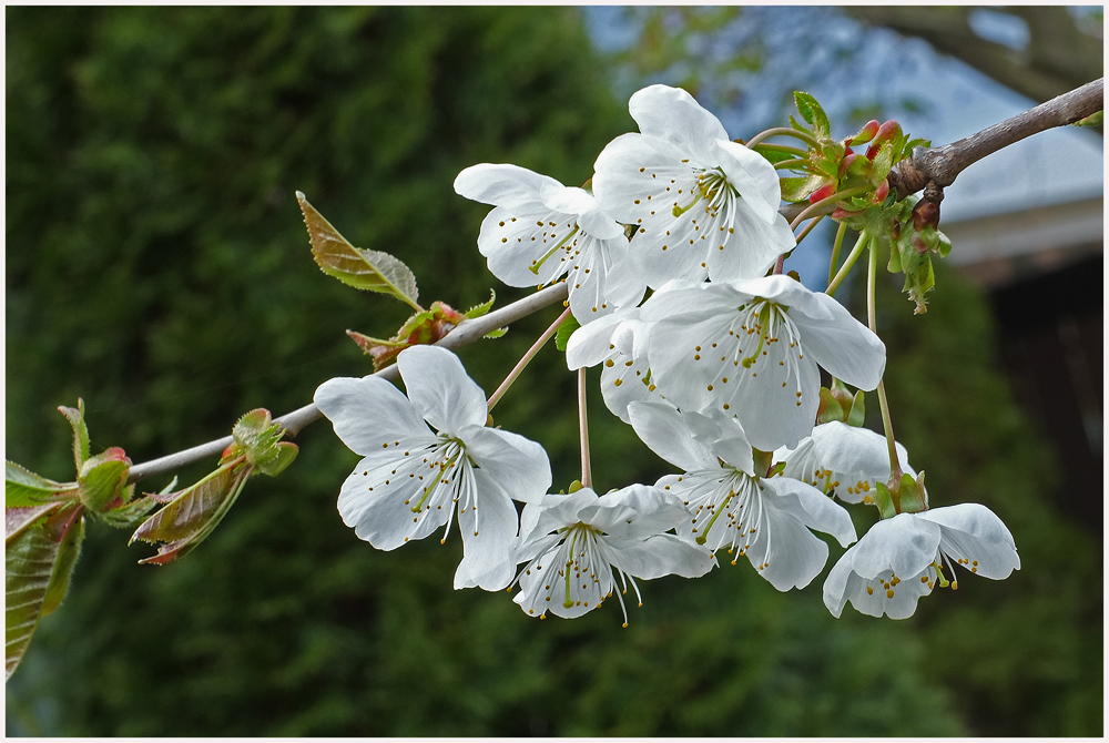 Kirschblüten